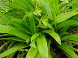Carex plantaginea