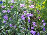 Campanula pyramidalis