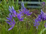 Camassia quamash