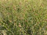 Carex conica 'Snowline'