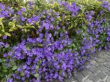 Campanula poscharskyana 'Stella'
