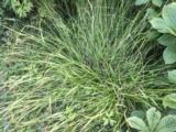 Carex sylvatica