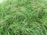 Carex caryophyllea 'The Beatles'