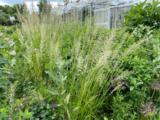 Calamagrostis acutiflora (x) 'Waldenbuch'