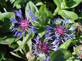 Centaurea montana 'Coerulea'