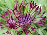 Centaurea montana 'Jordy'