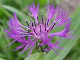 Centaurea montana 'Violetta'