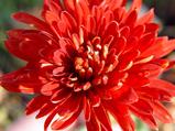 Chrysanthemum 'Brennpunkt' (Indicum-Group)