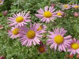 Chrysanthemum 'Clara Curtis' (Rubellum-Group)