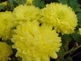 Chrysanthemum 'Citronella' (Indicum-Group)