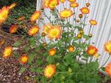 Chrysanthemum 'Dernier Soleil' (Indicum-Group)