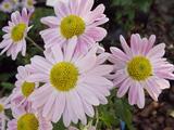 Chrysanthemum 'Hebe' (Koreanum-Group