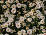 Chrysanthemum 'Julia' (Indicum-Group)
