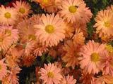 Chrysanthemum 'Kleiner Bernstein' (Indicum-Group)