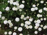 Chamaemelum nobile 'Ligulosum' (ROOMSE KAMILLE)