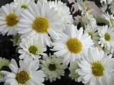 Chrysanthemum 'Poesie' (Indicum-Group)