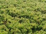Chamaemelum nobile 'Treneague' (LOOPKAMILLE)
