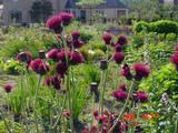Cirsium rivulare 'Atropurpureum'