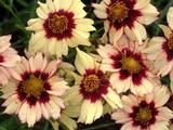 Coreopsis 'Autumn Blush'