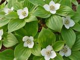 Cornus canadensis