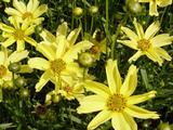 Coreopsis 'Creme Brulee'