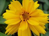 Coreopsis grandiflora 'Christchurch'