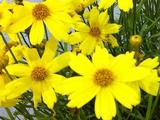 Coreopsis 'Citrine' PBR