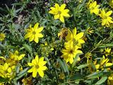 Coreopsis 'El Dorado' (x)