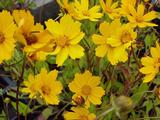 Coreopsis auriculata 'Elfin Gold'