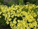 Coreopsis (x) 'Full Moon' PBR