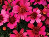 Coreopsis 'Garnet' PBR