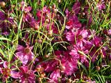Coreopsis 'Limerock Passion' PBR