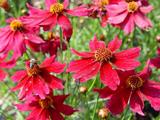 Coreopsis 'Limerock Ruby' PBR