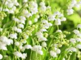Convallaria majalis