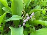 Convallaria majalis 'Rosea'