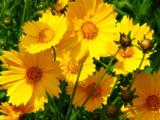 Coreopsis grandiflora 'Schnittgold'