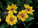 Coreopsis lanceolata 'Sterntaler'