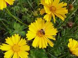 Coreopsis grandiflora 'Sunburst'