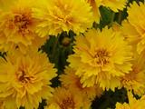Coreopsis grandiflora 'Sunray'