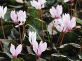 Cyclamen coum 'Album'