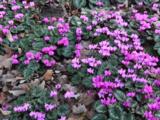 Cyclamen coum