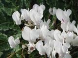 Cyclamen hederifolium 'Album'