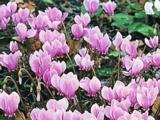 Cyclamen hederifolium