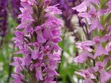 Dactylorhiza maculata