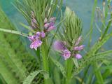 Dactylorhiza majalis