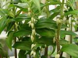 Disporopsis pernyi