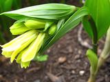 Disporum flavens