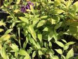 Disporum sessile 'Variegatum'