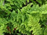 Dryopteris filix-mas 'Barnesii'