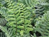 Dryopteris filix-mas 'Crispa'
